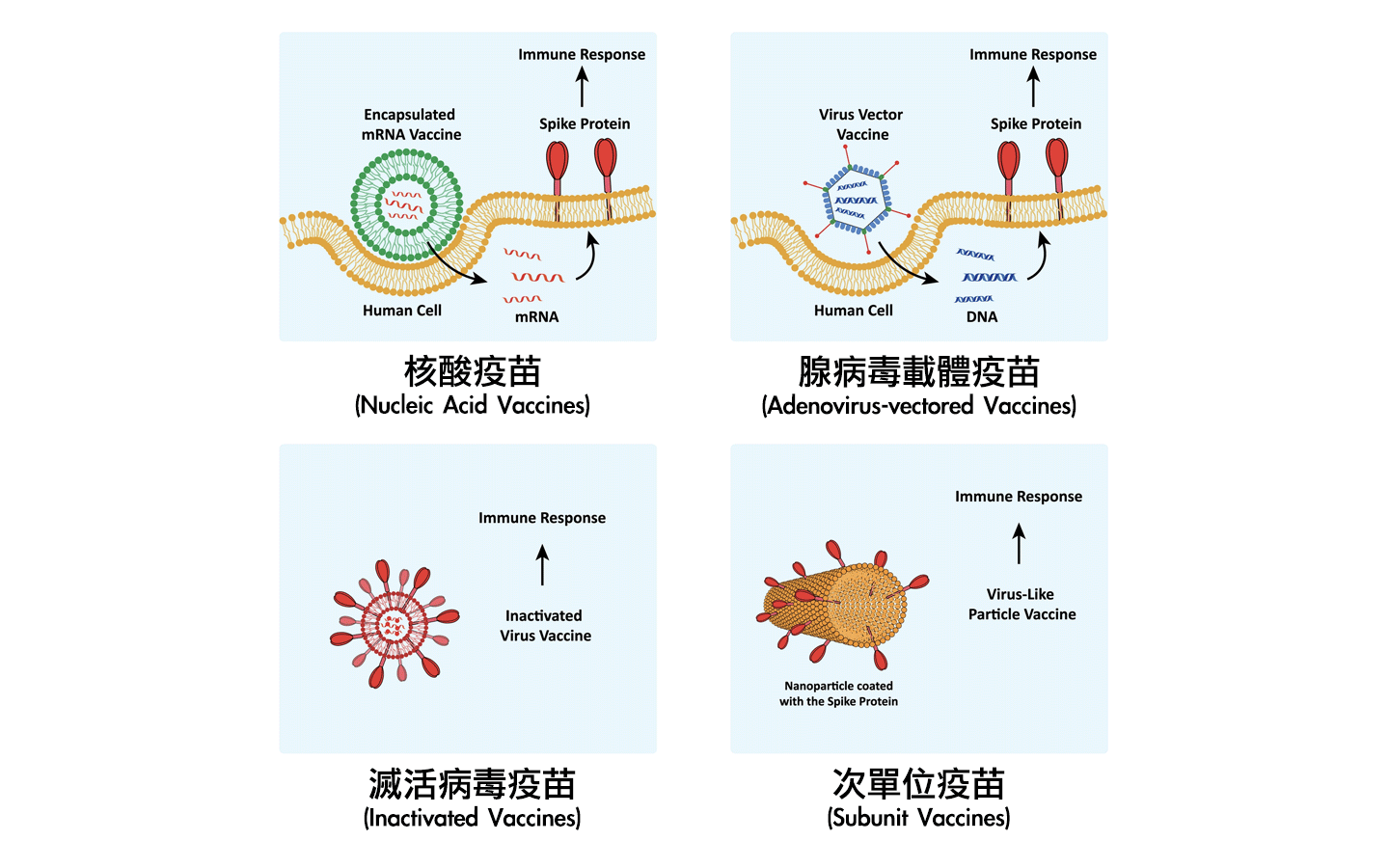 各COVID-19疫苗的差异?