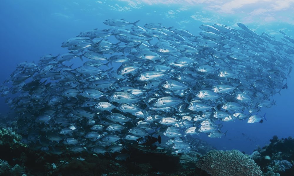 【2023最新】7款市售魚油推薦與比較，高濃度深海魚油品牌挑選5大要點！